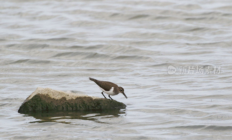 普通鹬(Actitis hypoleucos)